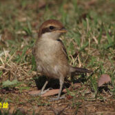 モズ幼鳥雄